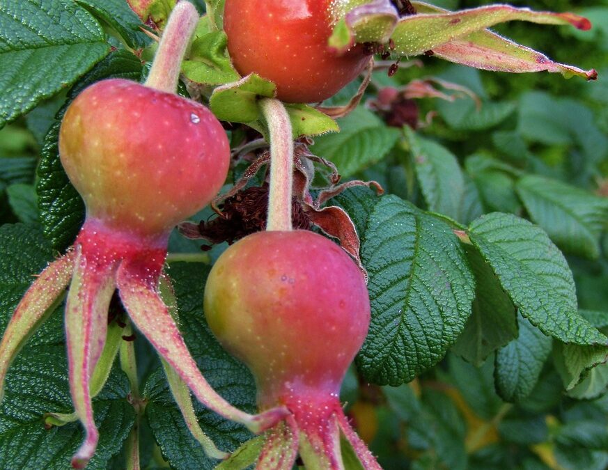 „Vorbeugen ist besser als heilen“- Immunstimulation und Phytotherapie!